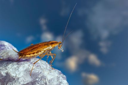 Brown cockroach on a white rock against a blurred blue background - Wipe-Out Pest Control