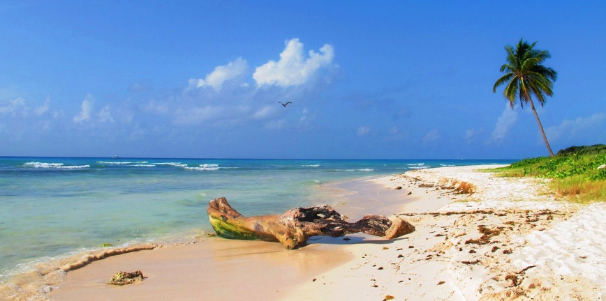 Playa tropical con madera flotante, palmeras y cielo azul.