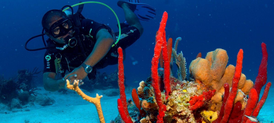 Un buceador examina el coral en el fondo del océano, rodeado de corales rojos y tostados sobre un fondo azul.