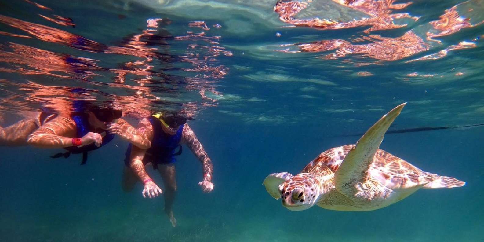 Dos buceadores nadan cerca de una tortuga marina bajo el agua. El agua refleja la luz del sol.