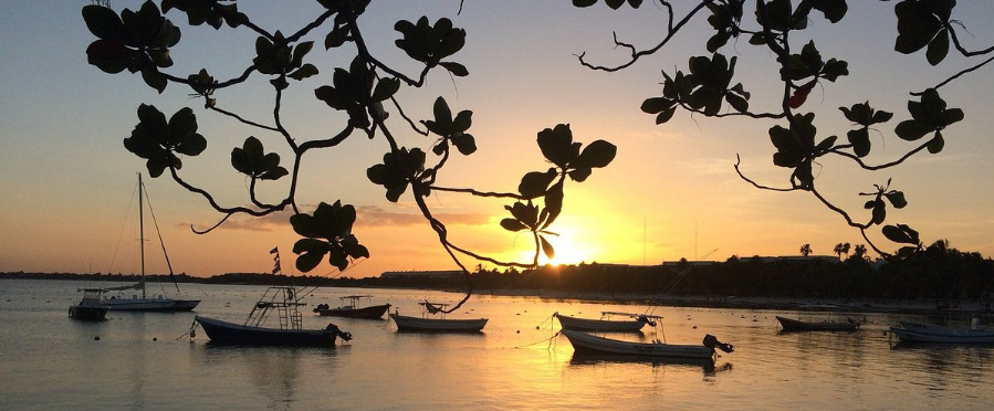 Barcos en aguas tranquilas al atardecer, enmarcados por ramas y hojas de árboles.