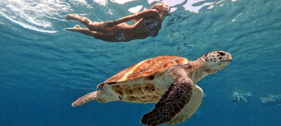 Una mujer nada cerca de una tortuga marina bajo el agua en el océano azul.