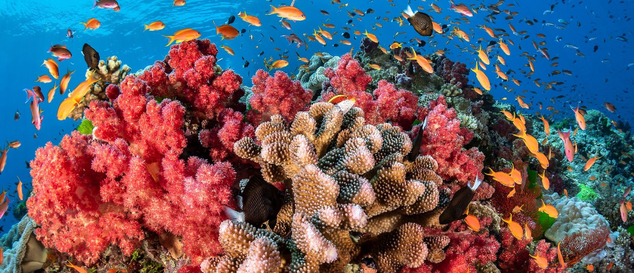Arrecife de coral con diversos peces nadando. Coral rosa y marrón en primer plano.