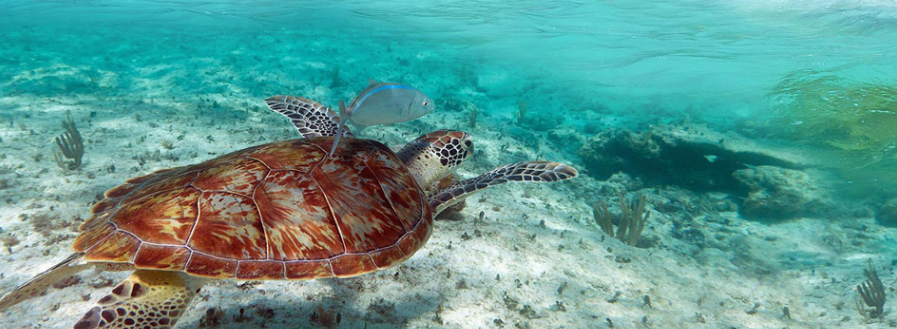 Tortuga marina nada bajo el agua con peces, cerca del fondo del océano, agua turquesa.