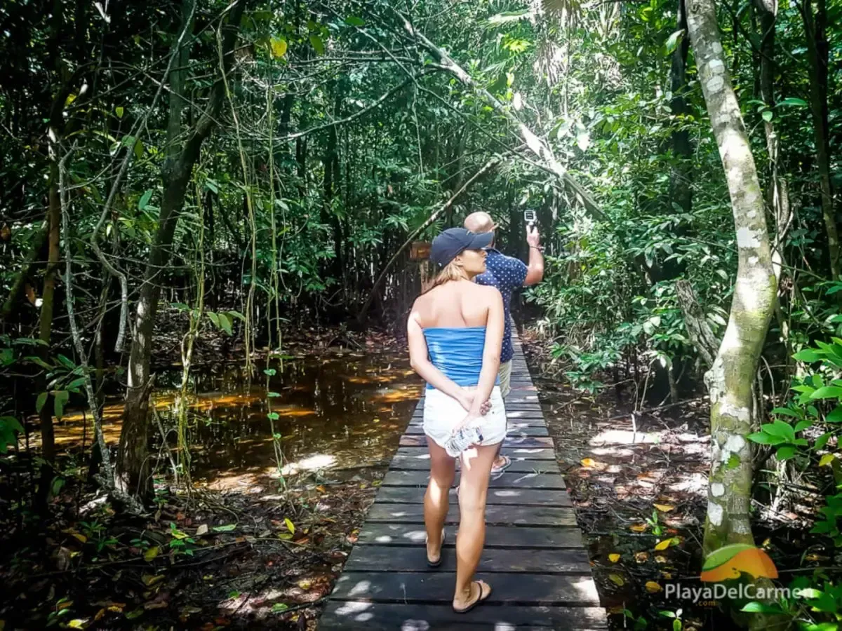 nightlife in riviera maya