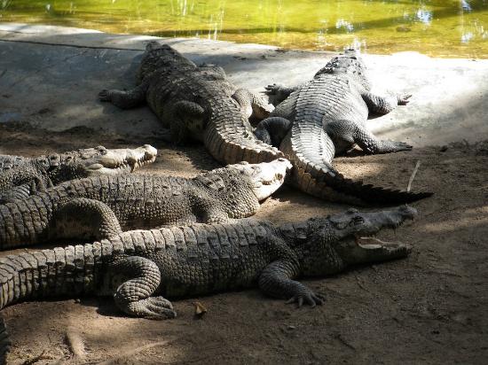 Crocodiles basking on the brown ground near water; several are visible, with textured skin and open mouths.