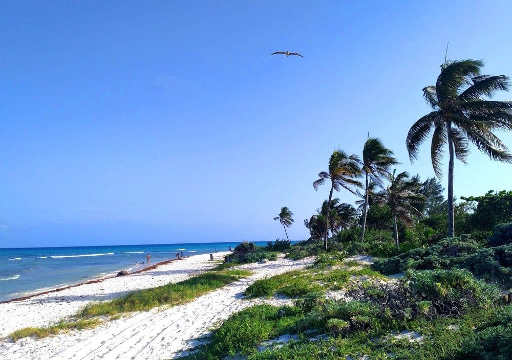 Sandy beach with palm trees under a bright blue sky, waves crashing on shore, bird flying.