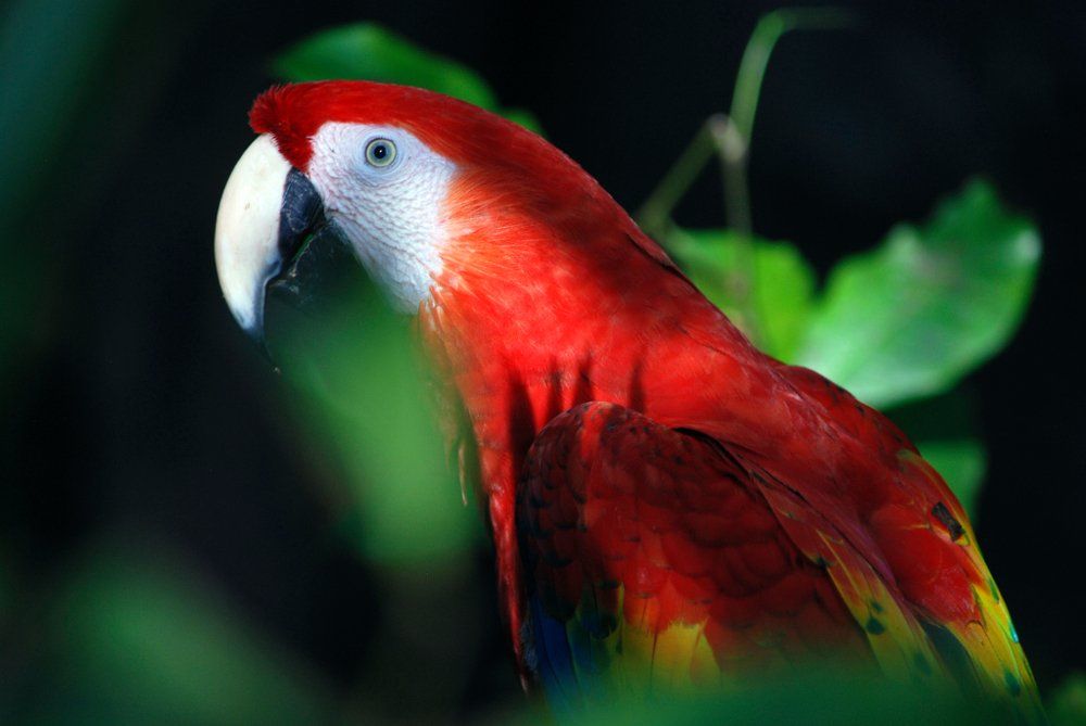 Guacamayo escarlata con plumaje rojo, amarillo y azul contra follaje verde; pico blanco, mirando hacia la izquierda.
