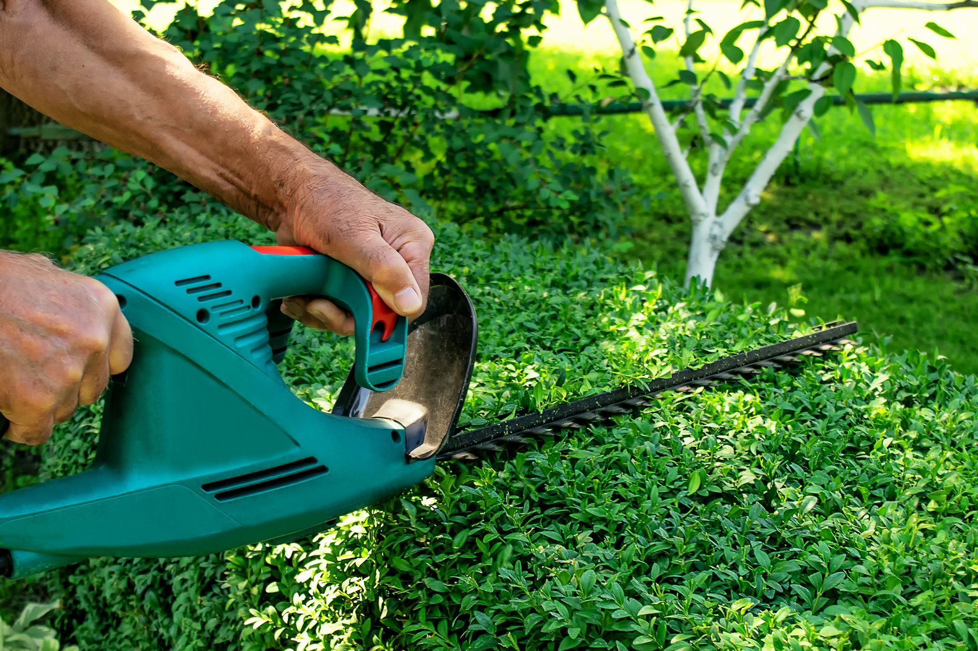 Close-up of hands trimming a green hedge with a blue electric hedge trimmer. Close-up of hands trimming a green hedge with a blue electric hedge trimmer.