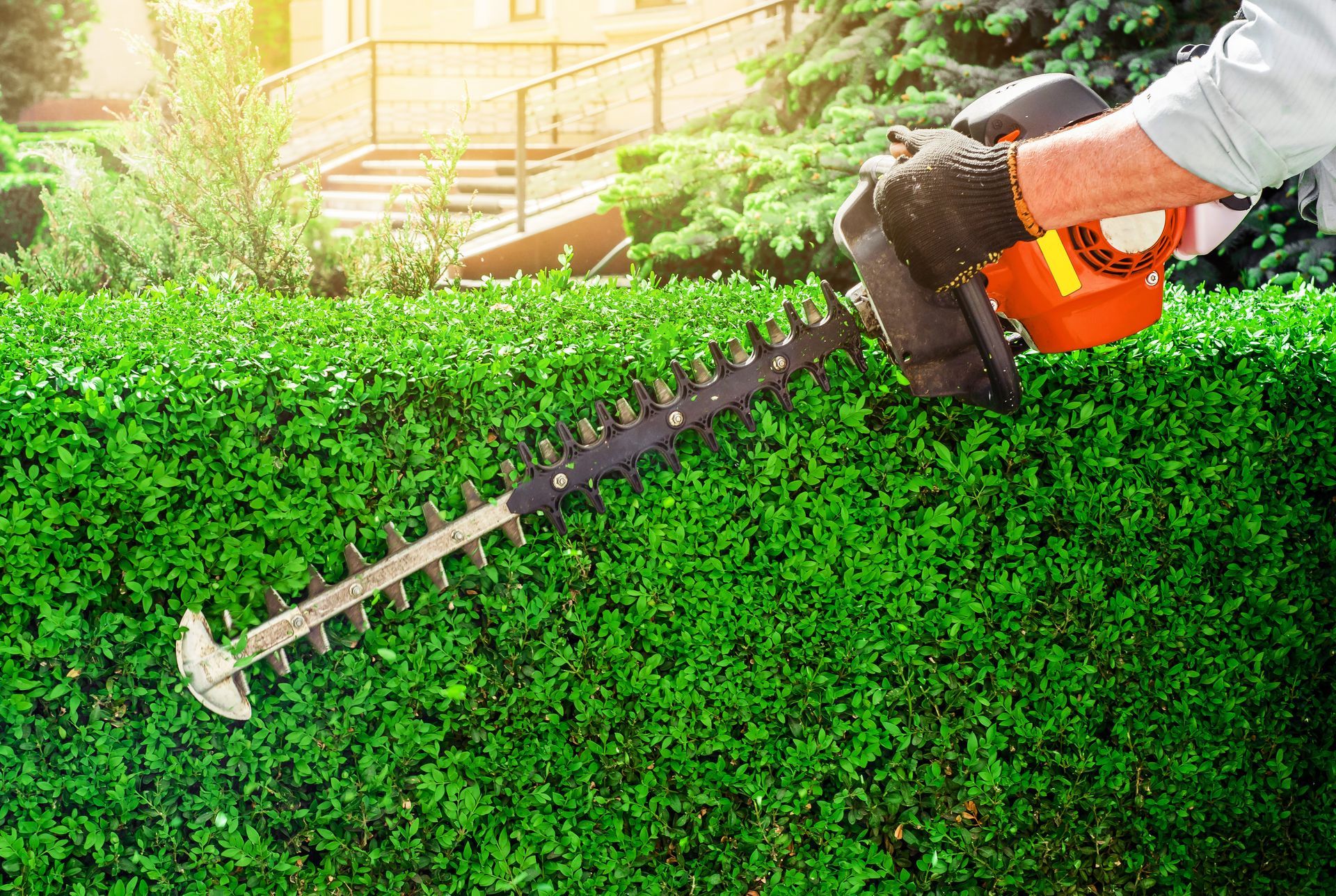 Person trimming tall green hedges with an electric hedge trimmer on a sunny day.