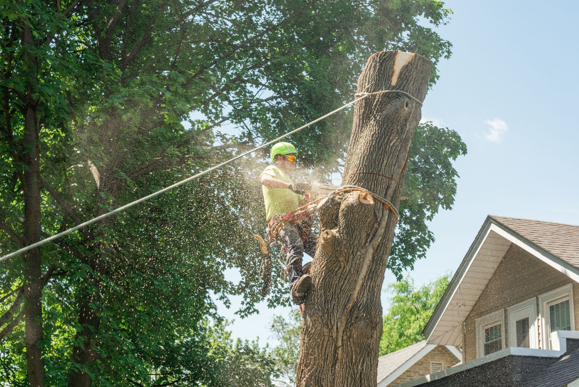 An arborist uses a chainsaw to cut down a tree in front of a house.