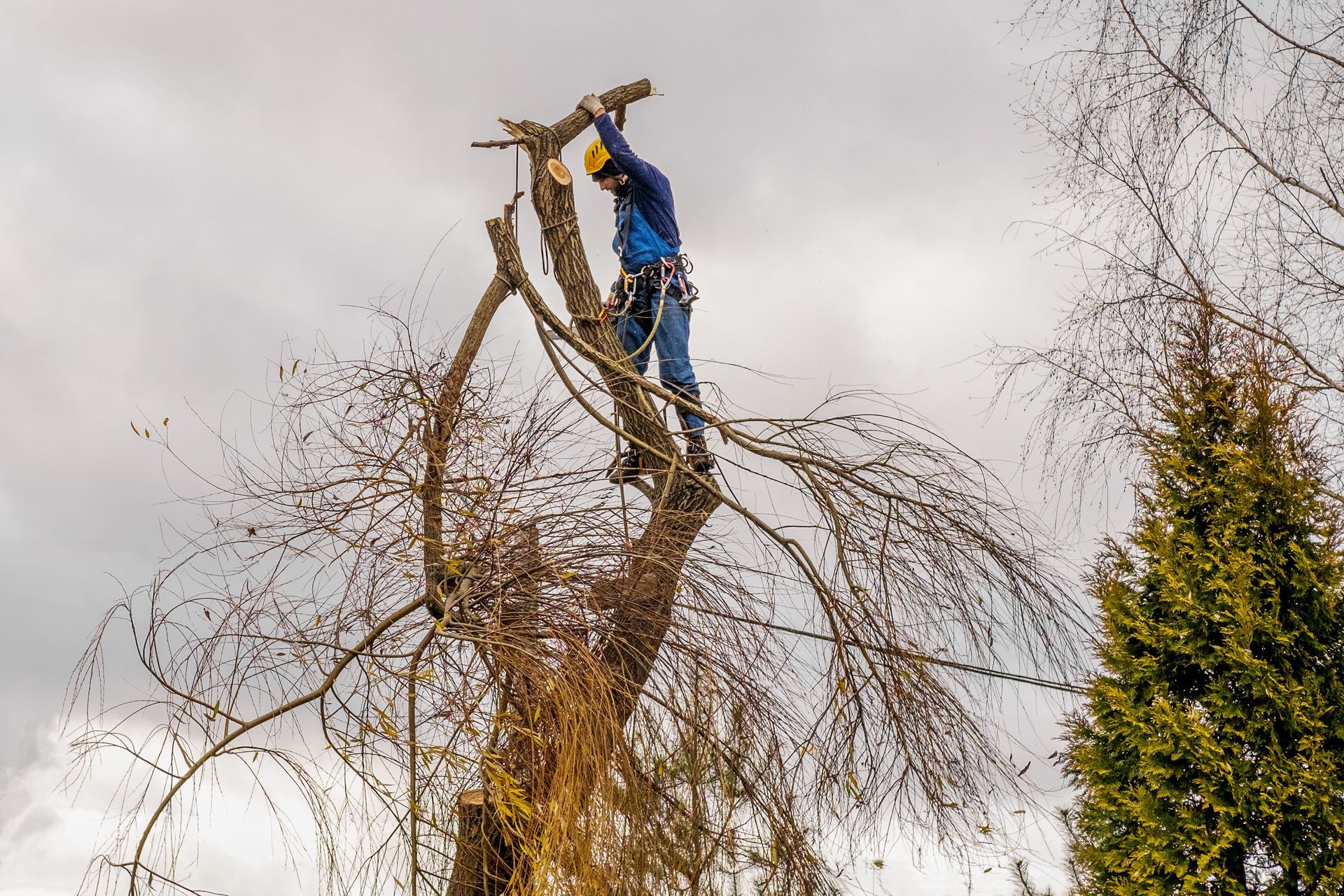 Arborist in safety gear climbing a large bare tree for removal.