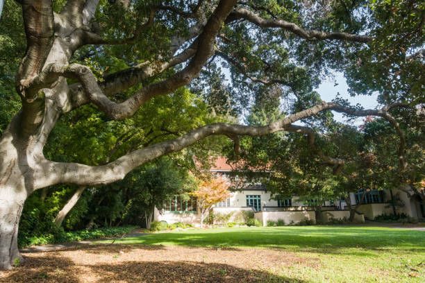 Sprawling oak tree framing historic mansion and lush garden lawn in sunlit park setting landscape art.