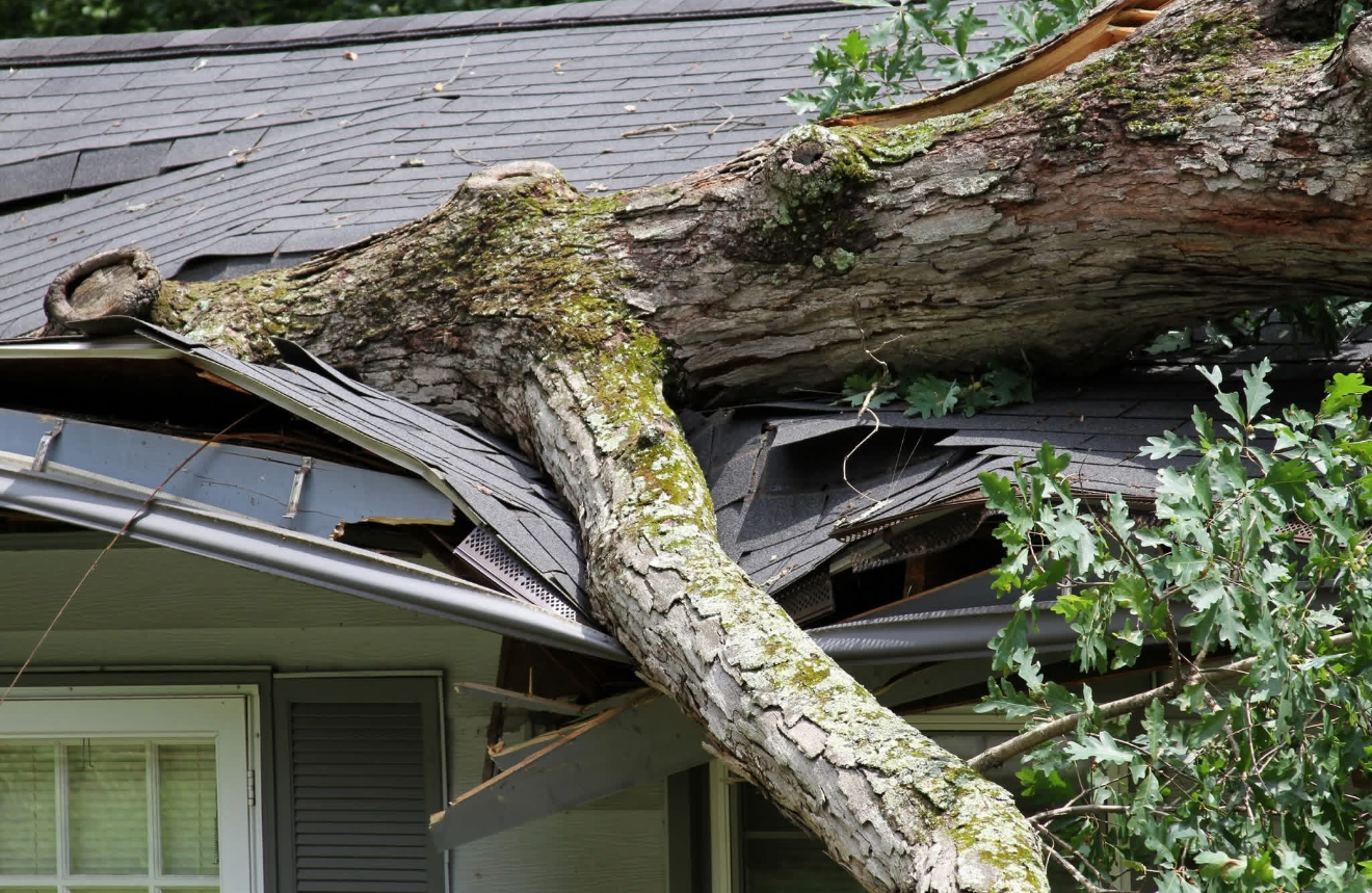A large, mossy tree trunk has fallen onto the roof of a house, causing significant structural damage.