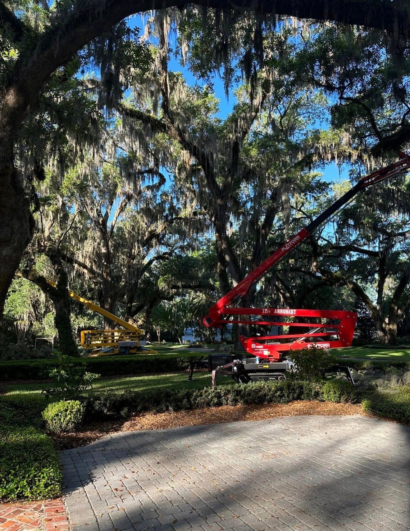 Two boom lifts trimming large trees in a lush, green yard with Spanish moss.