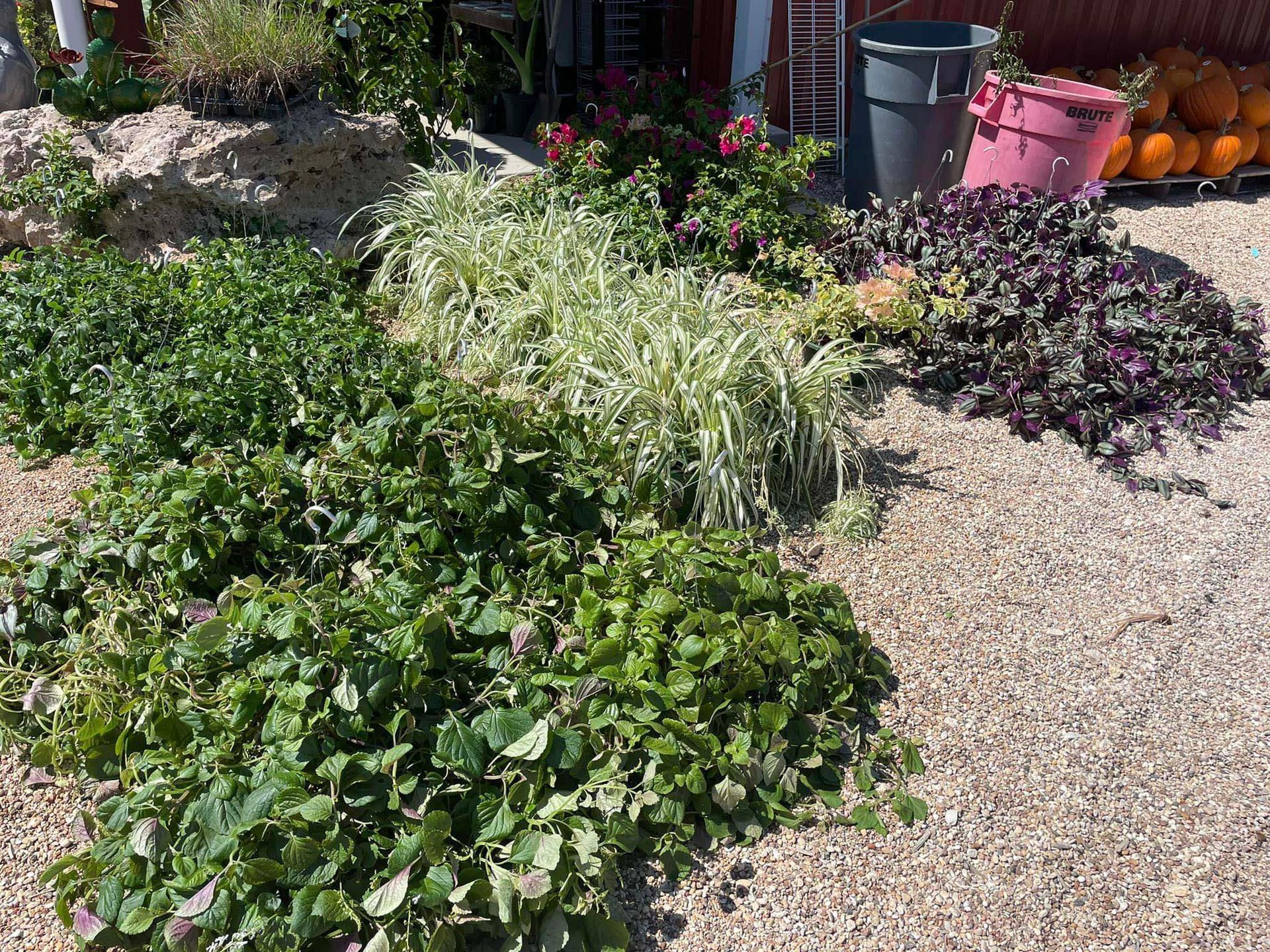New arrival of hanging baskets