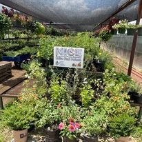 Texas native plant display
