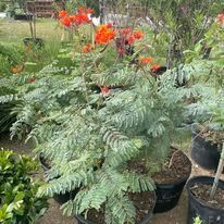 Pride of Barbados in bloom