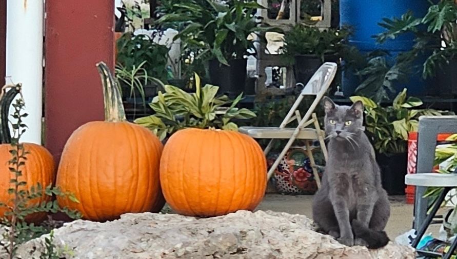 Pumpkin display with gray cat