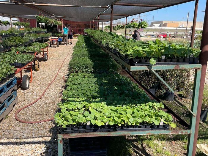 Shelves full of vegetable starts