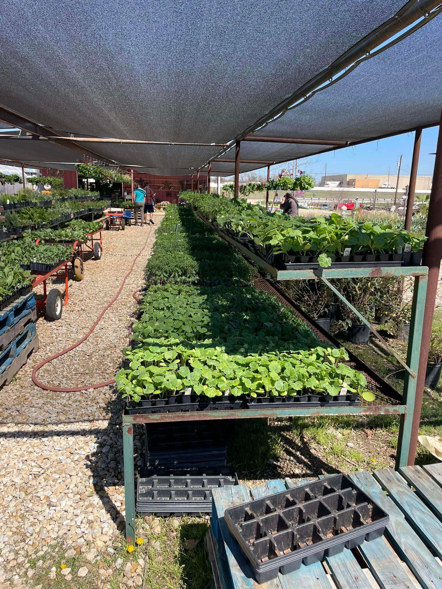 Vegetable starts