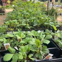 Vegetable starts