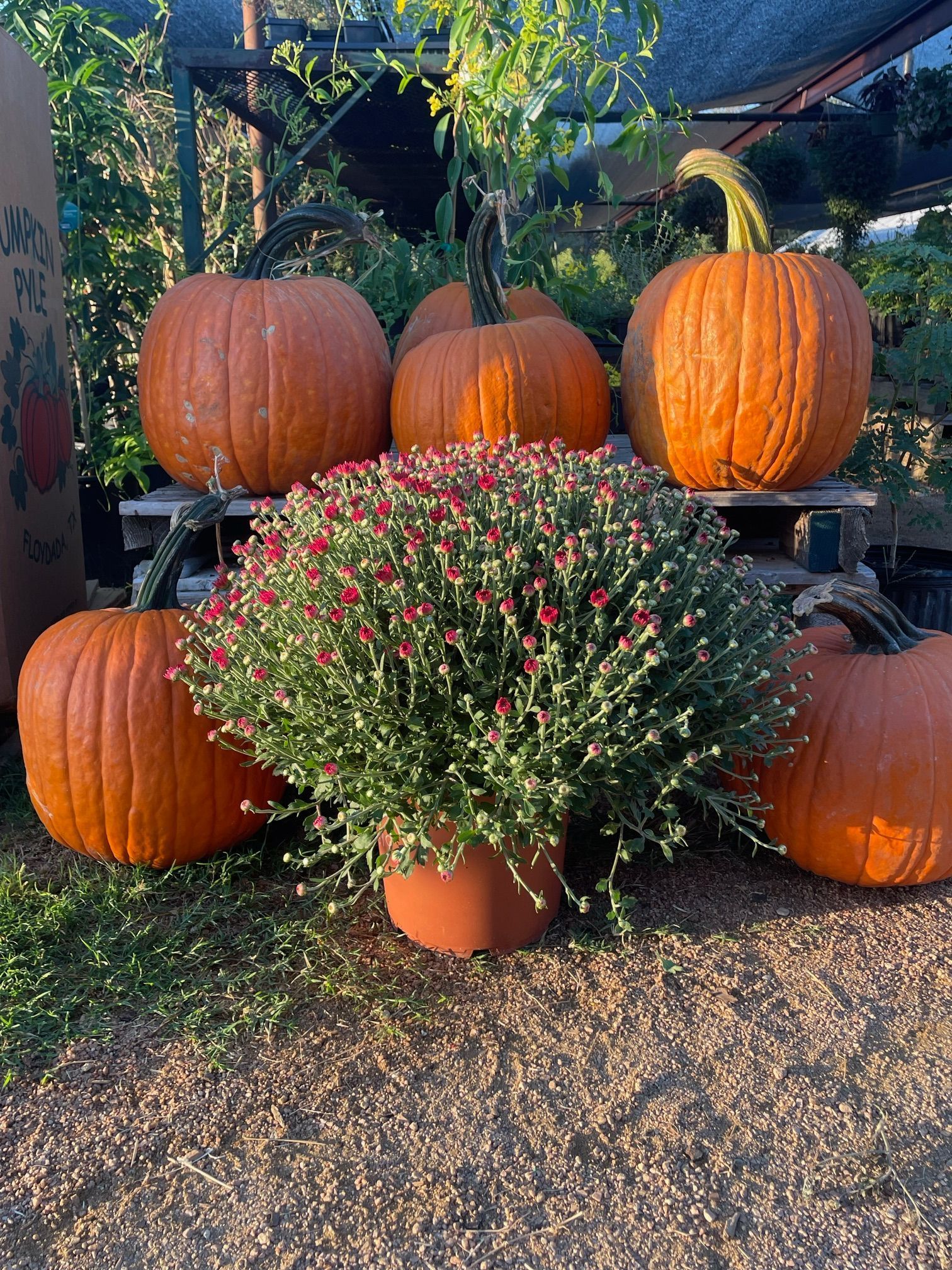 Pumpkin display