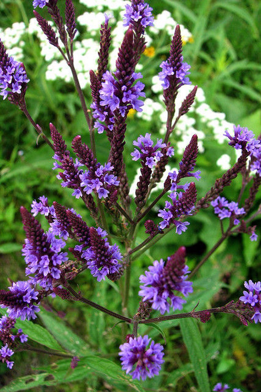 Blue Vervain Tincture