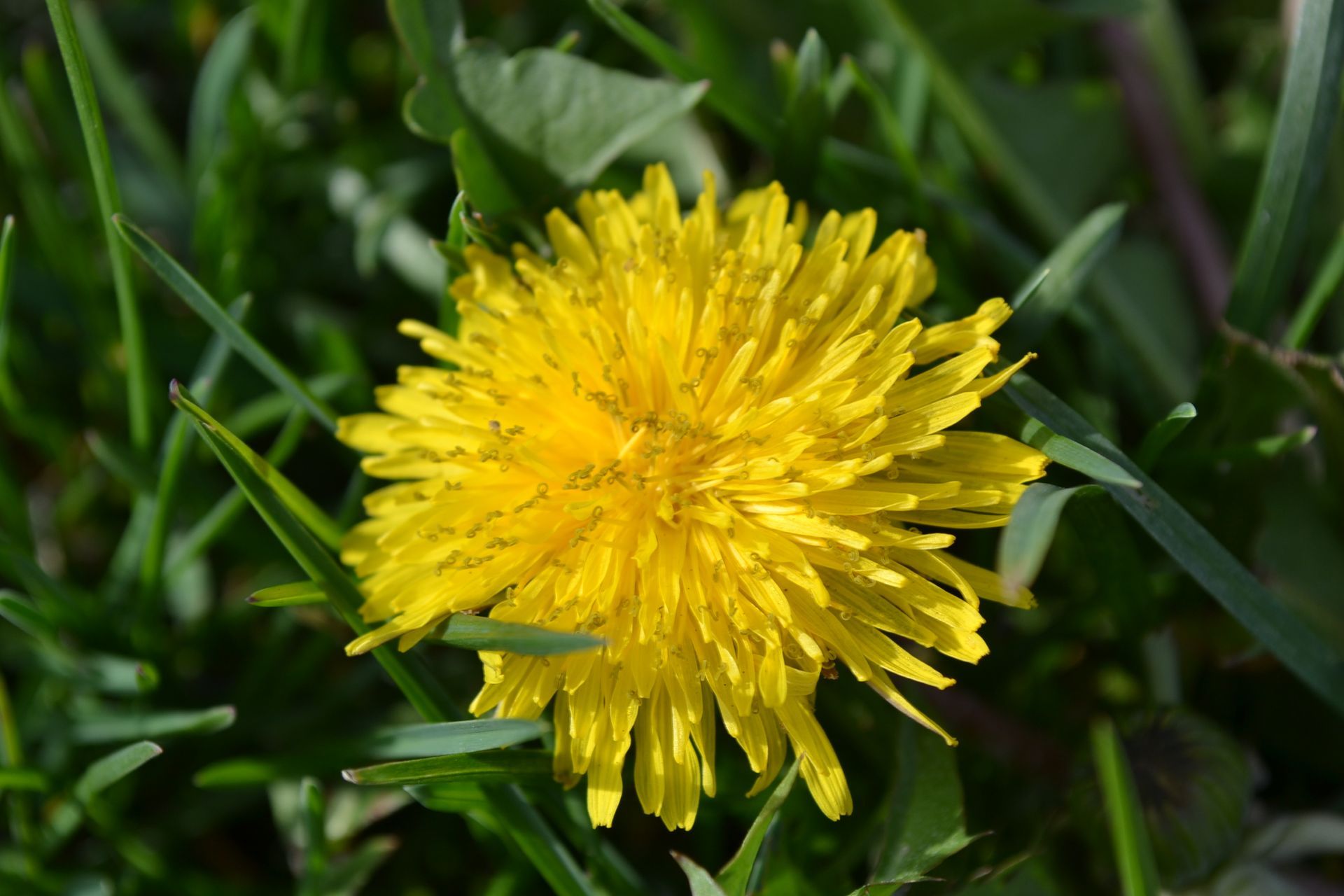 Dandelion+Willow+Cloverbud Flower Essence