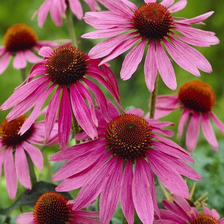 A bunch of pink flowers with brown centers