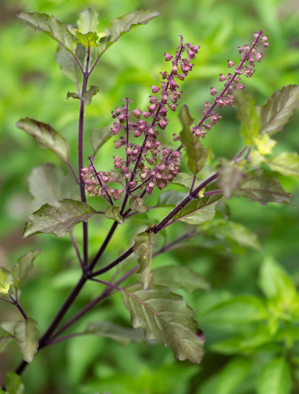 Holy Basil Flower Essence