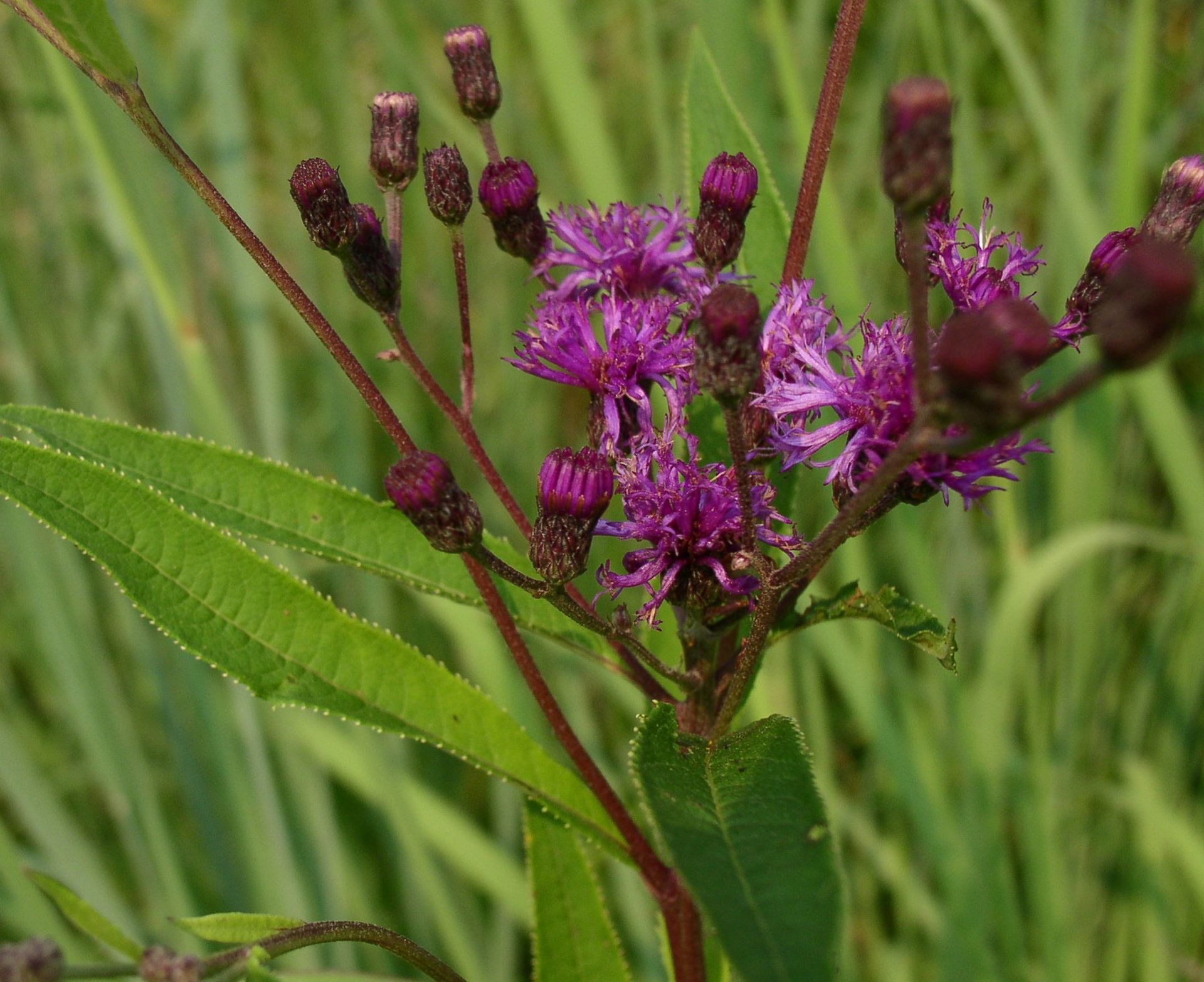 Ironweed Tincture
