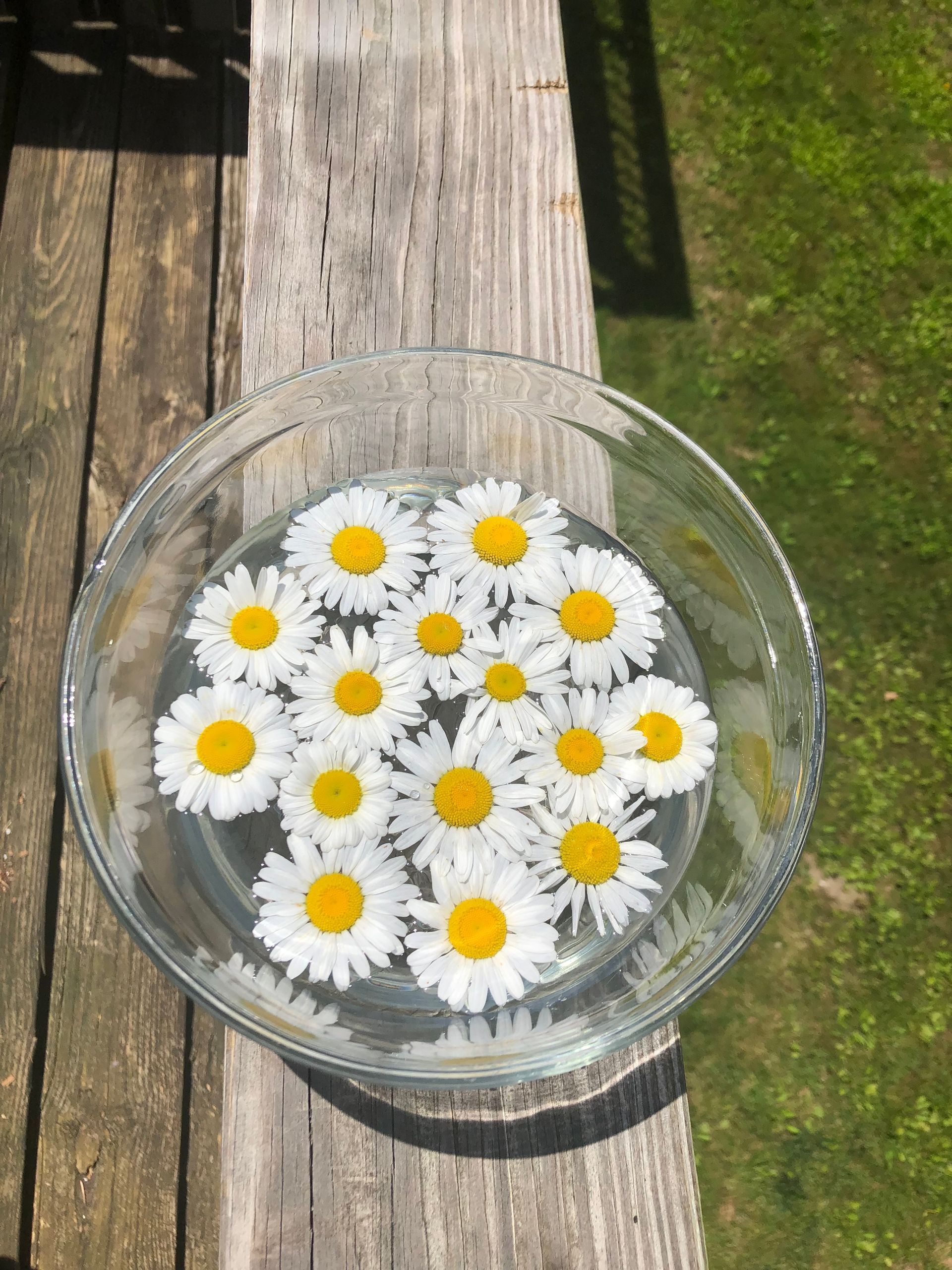 Oxeye Flower Essence