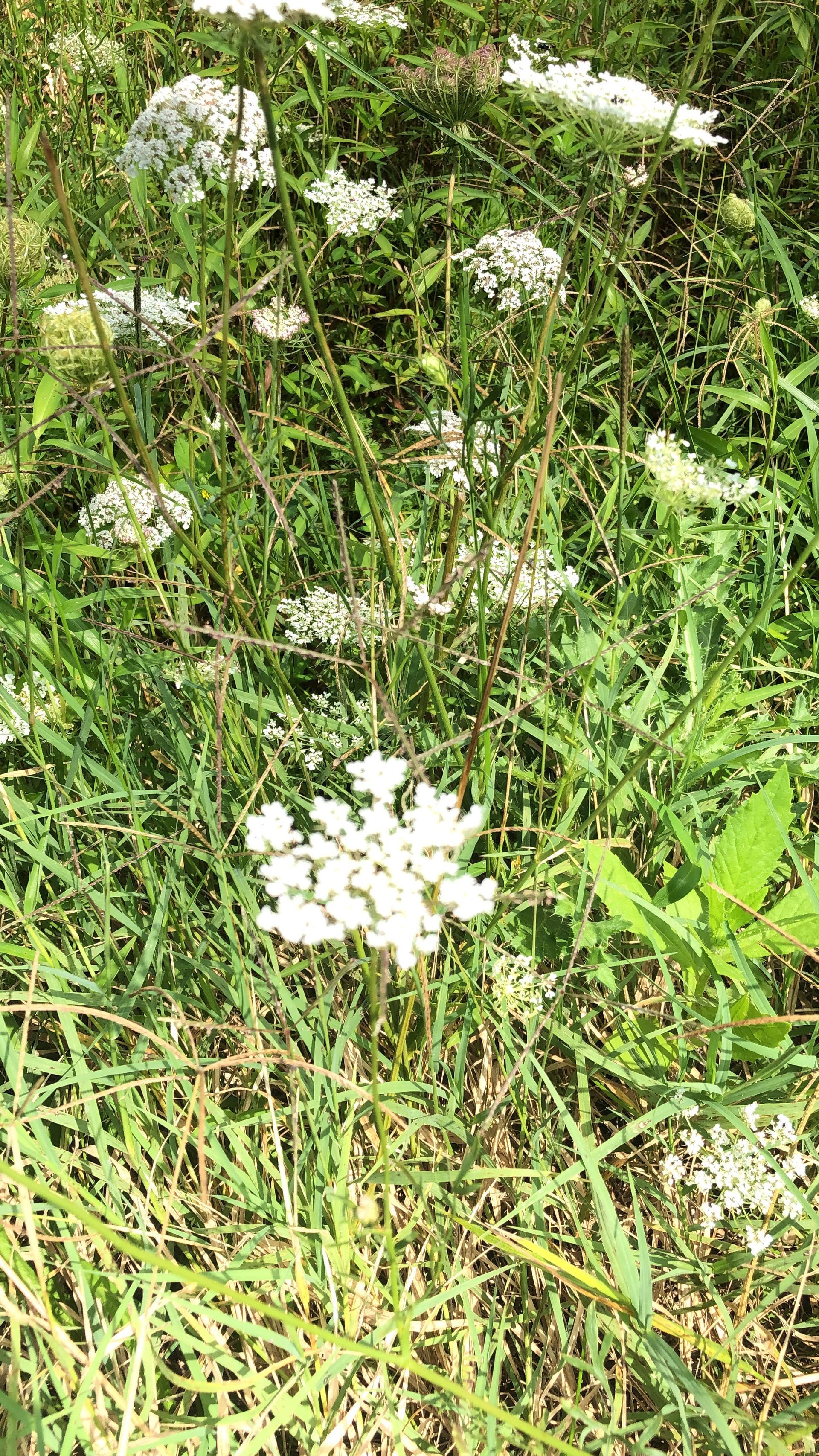 Wild Carrot Tincture (Queen Anne's Lace)