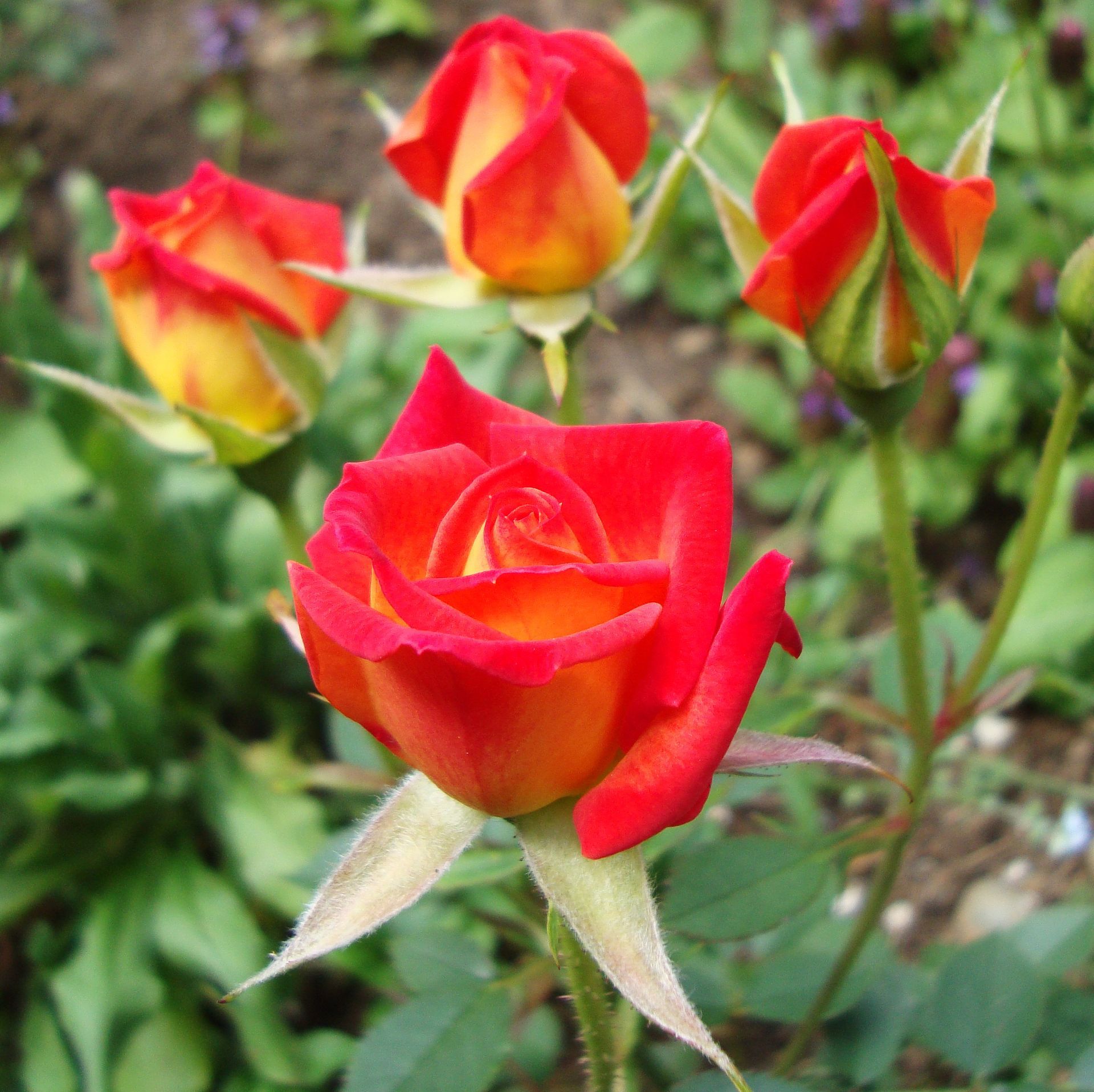 Rose Flower Essence
