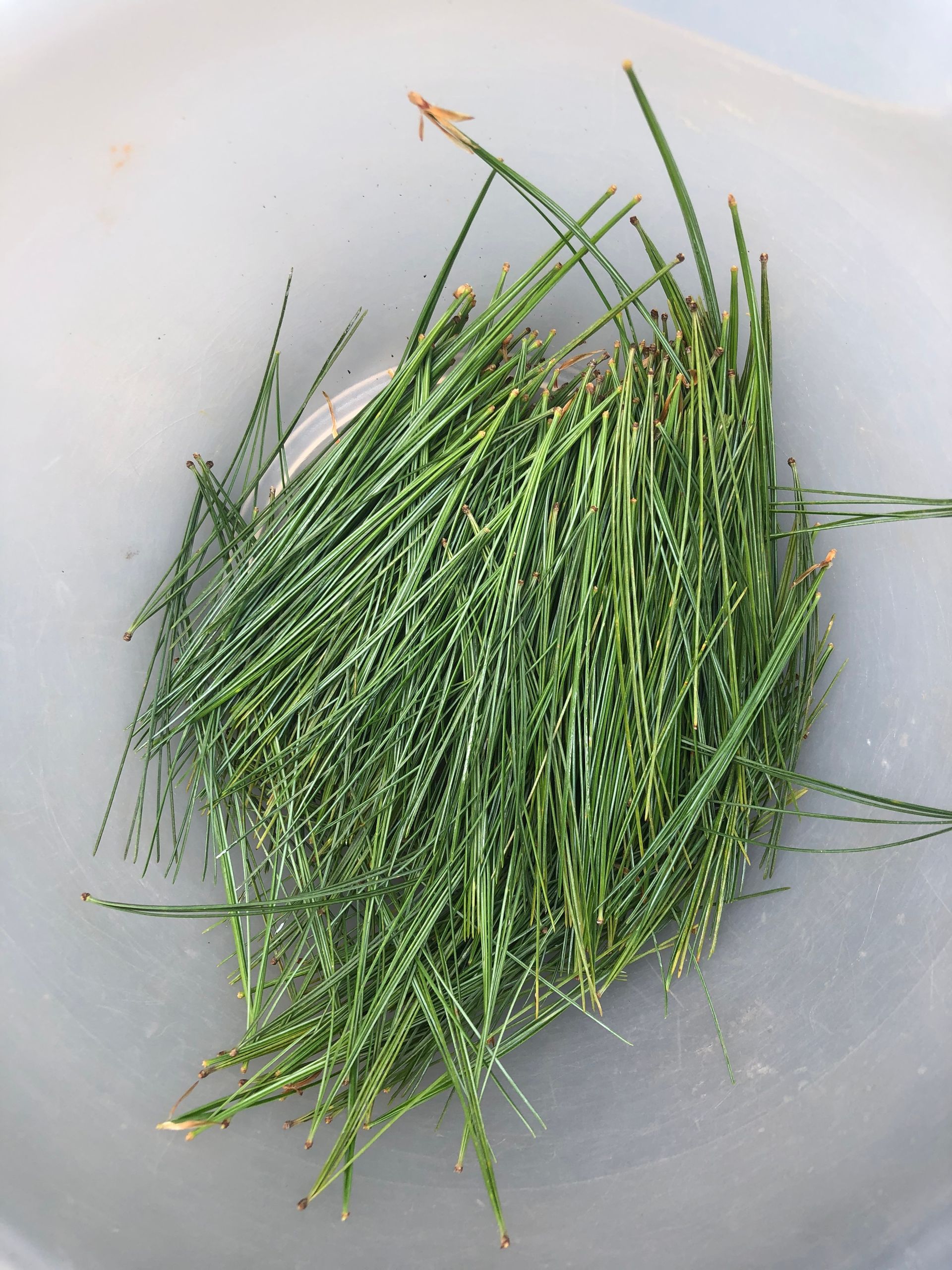 Pine Needle Tincture