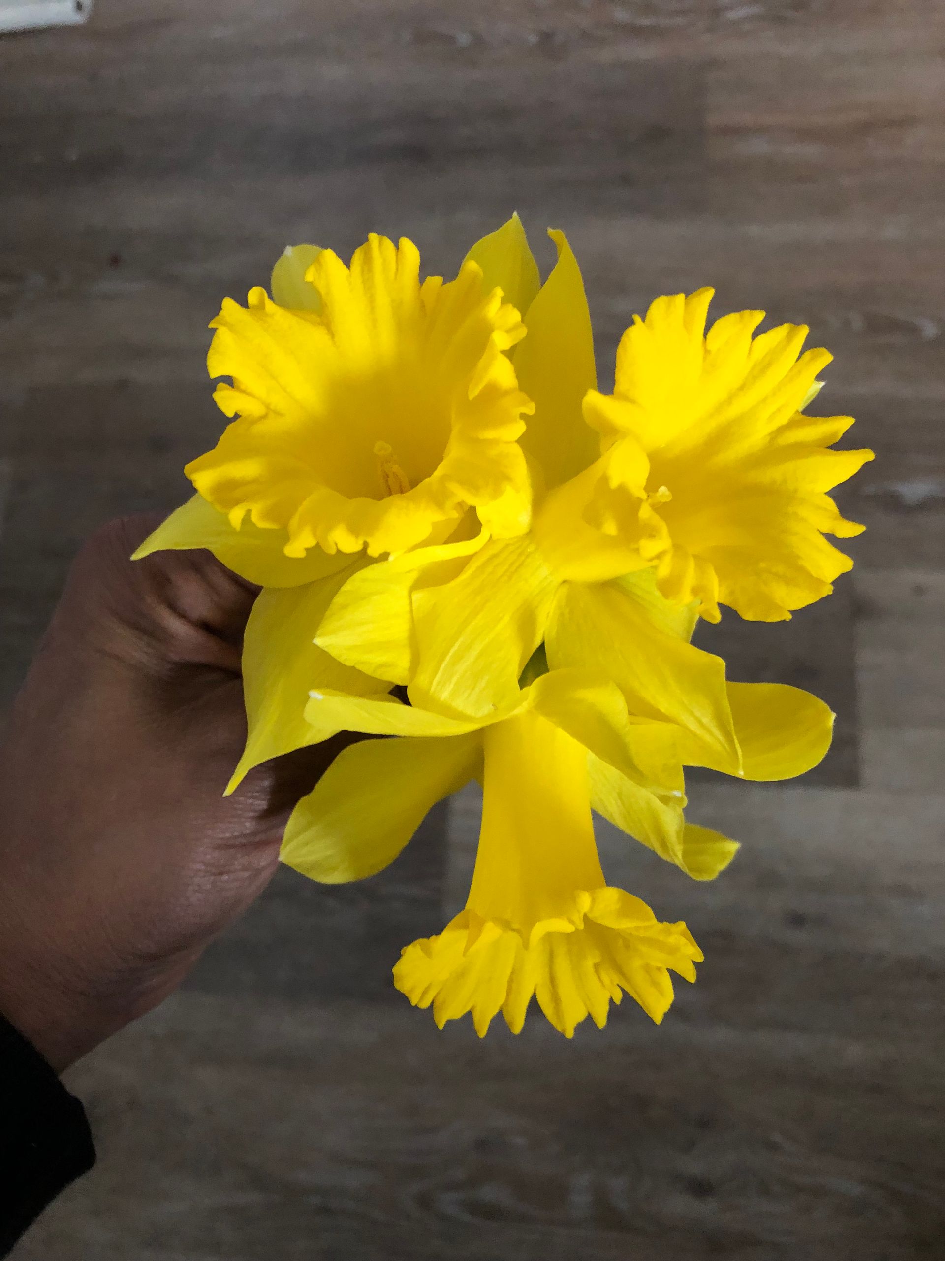 Daffodil Flower Essence