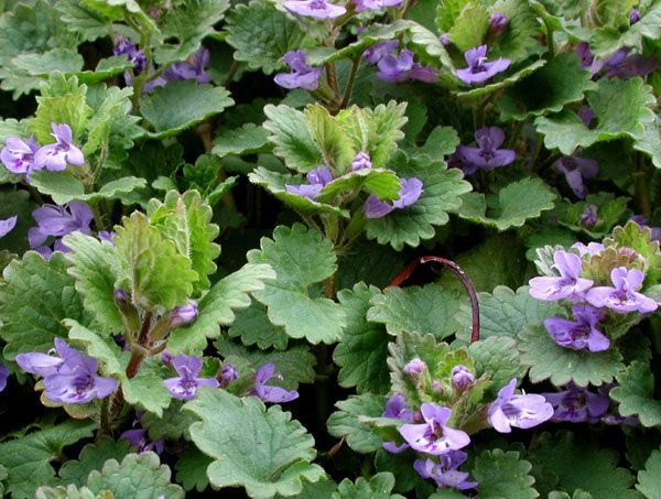 A bunch of purple flowers surrounded by green leaves