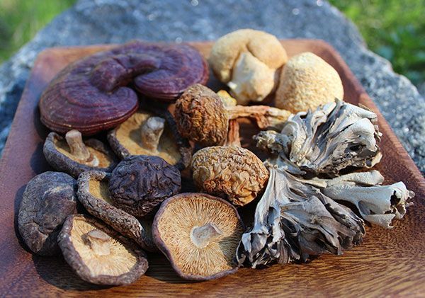 A wooden tray filled with different types of mushrooms