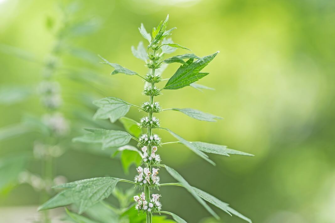 Motherwort Tincture