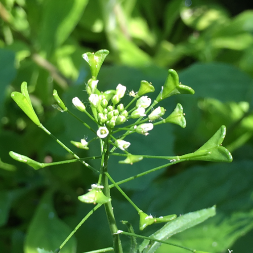 A plant with white flowers and green leaves