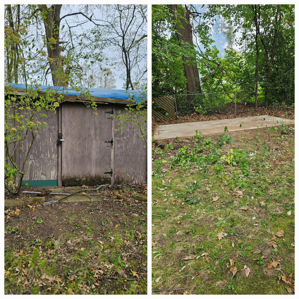 Before and after photo of a shed demolition in Oakland County, Michigan by Your Helpful Neighbors showing an old wooden shed safely removed and the yard cleared.