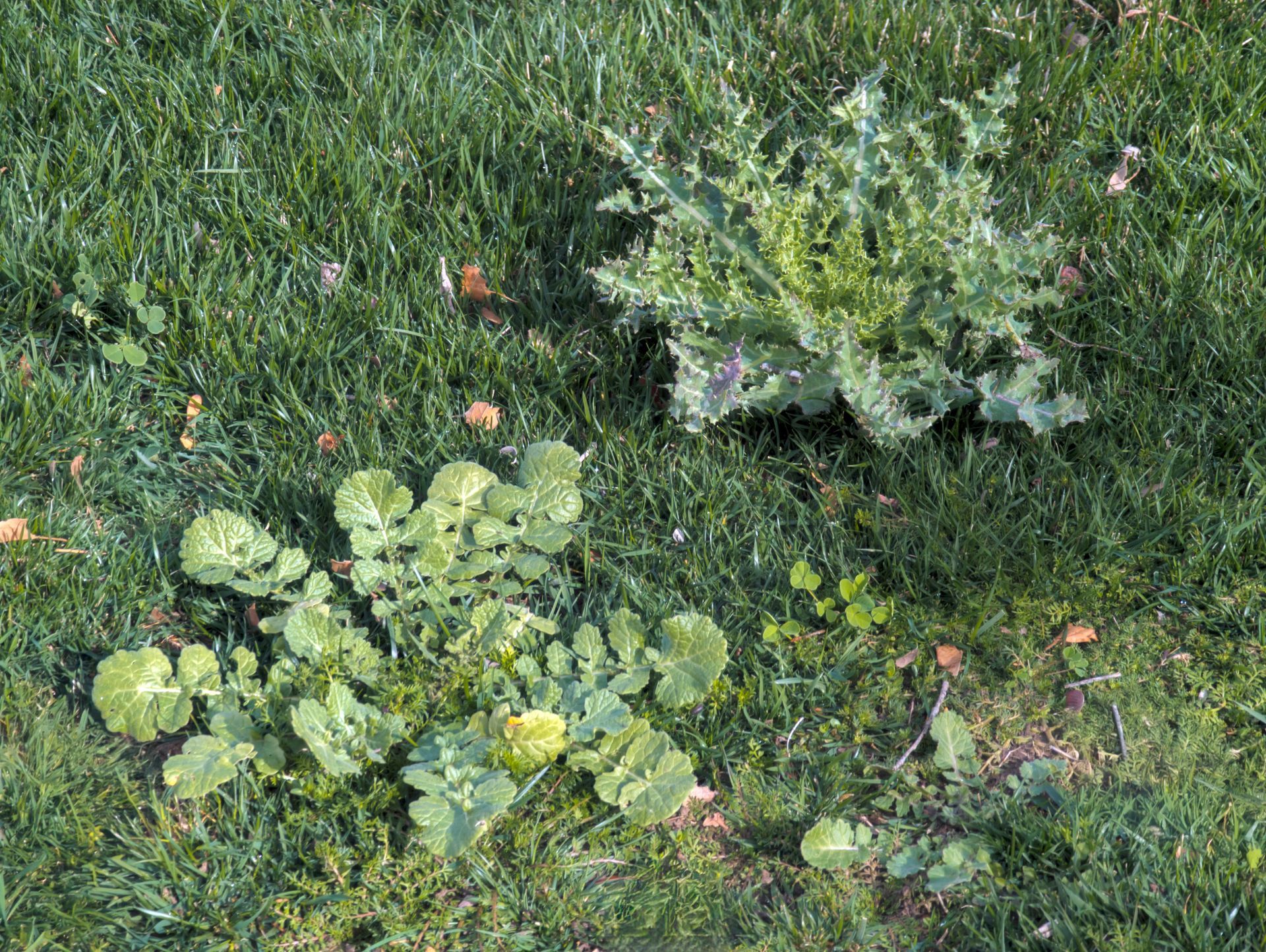 Broadleaf weeds spreading throughout a lawn, highlighting the need for targeted weed control.