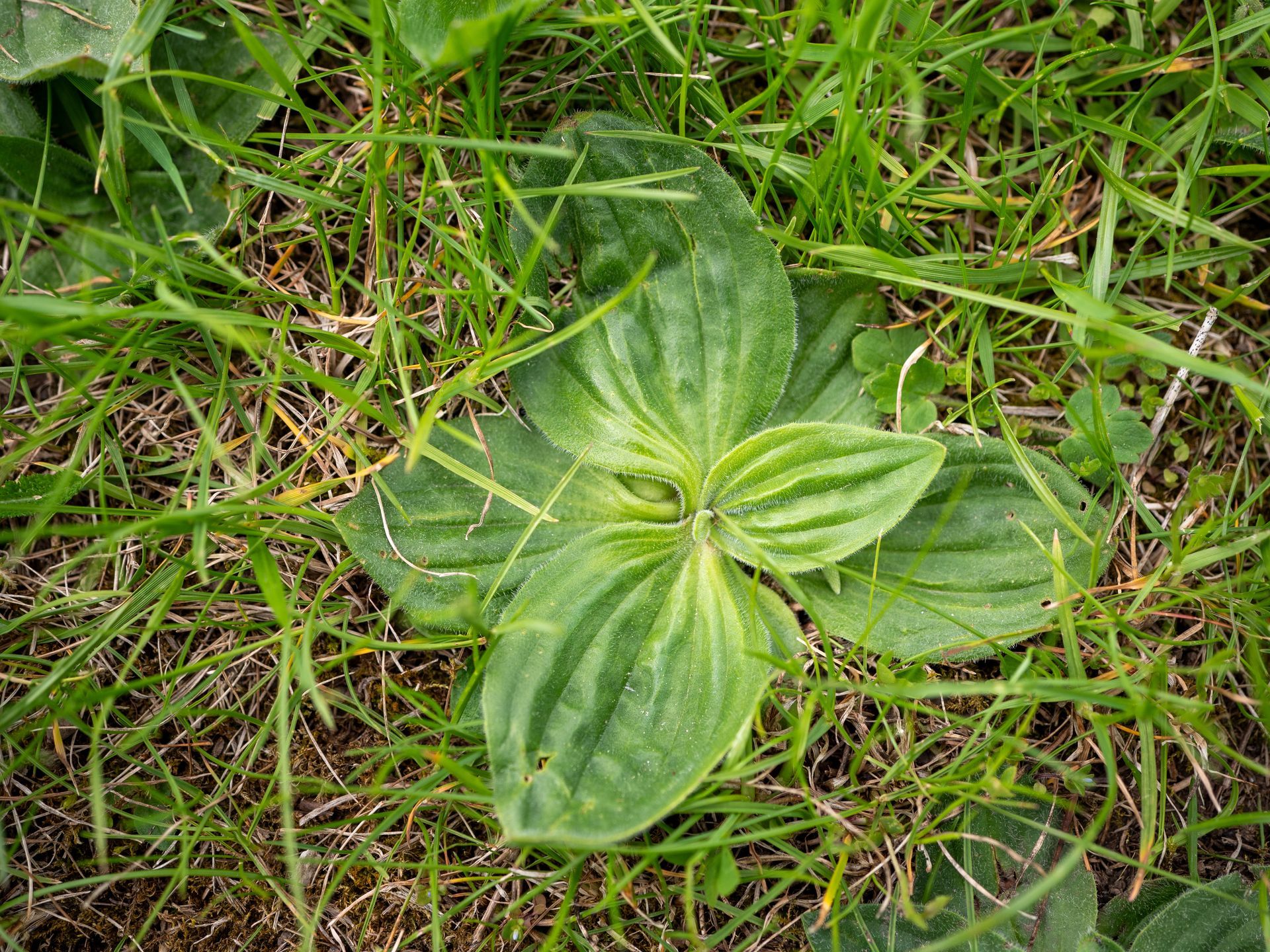 Broadleaf plantain spreading through a lawn, highlighting the need for targeted weed control.