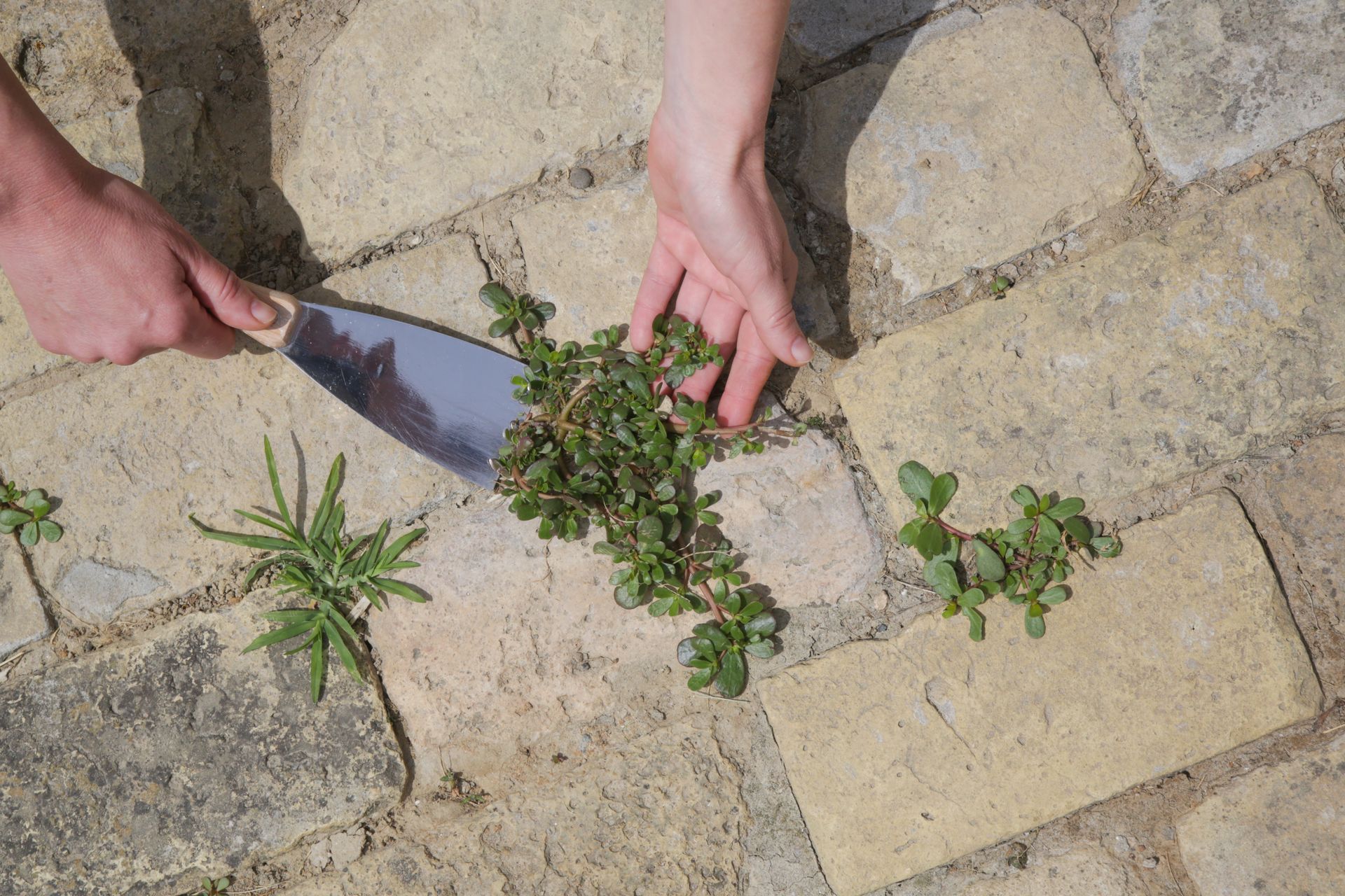 Hand removing weeds growing between stone pavers to maintain a clean and weed-free walkway.