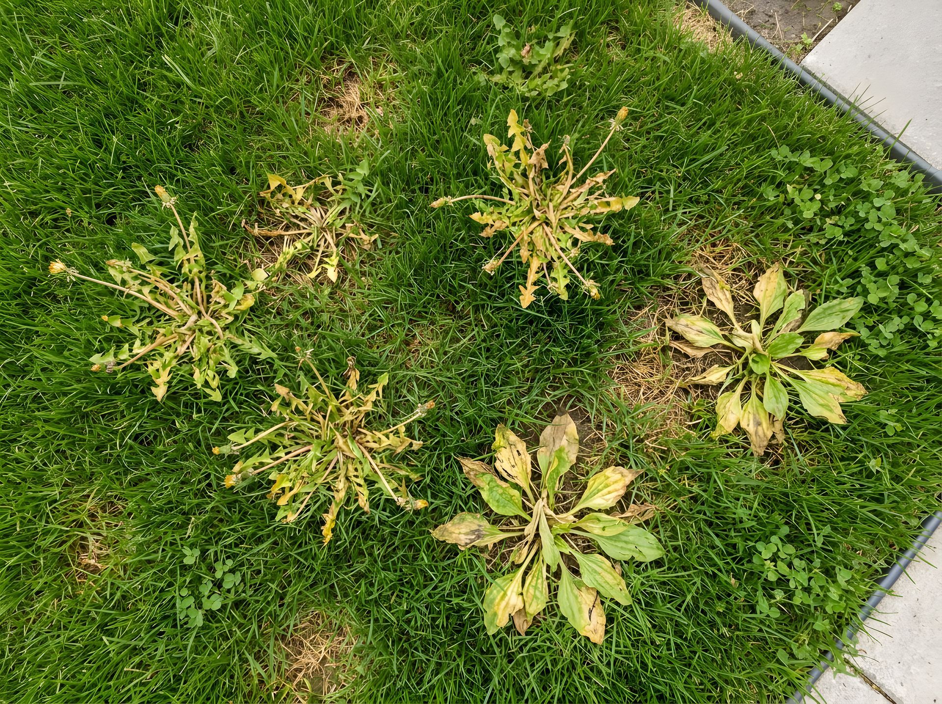 Broadleaf weeds in a lawn showing discoloration and decline following a targeted broadleaf weed cont