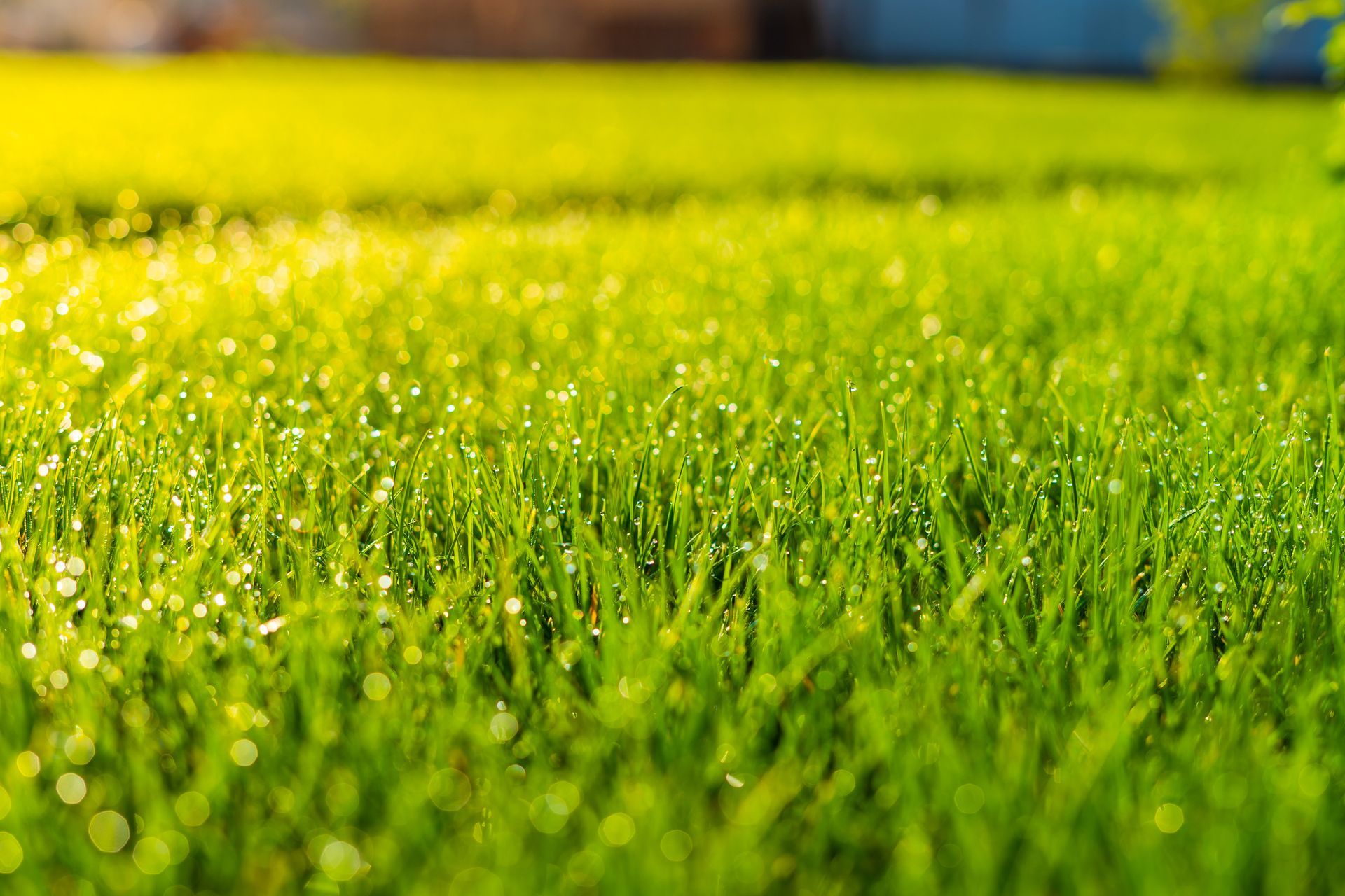 Close-up of fresh green grass with dew drops sparkling in sunlight.