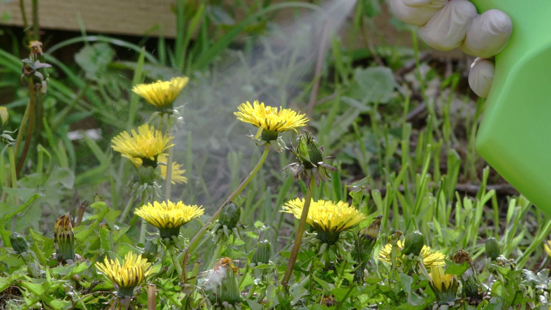 Gardener spraying weed killer on to dandelion.