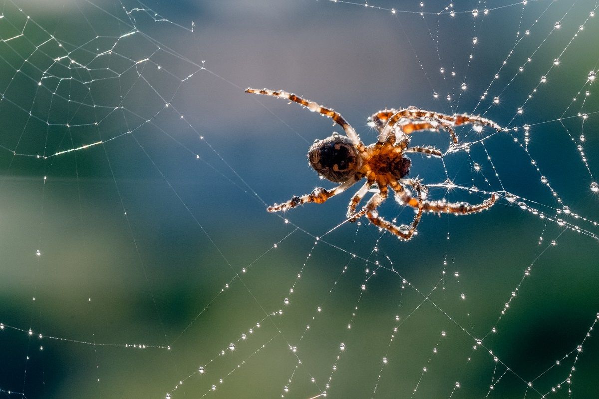 Spider on web, brown and tan markings, with water droplets, blurred green background.