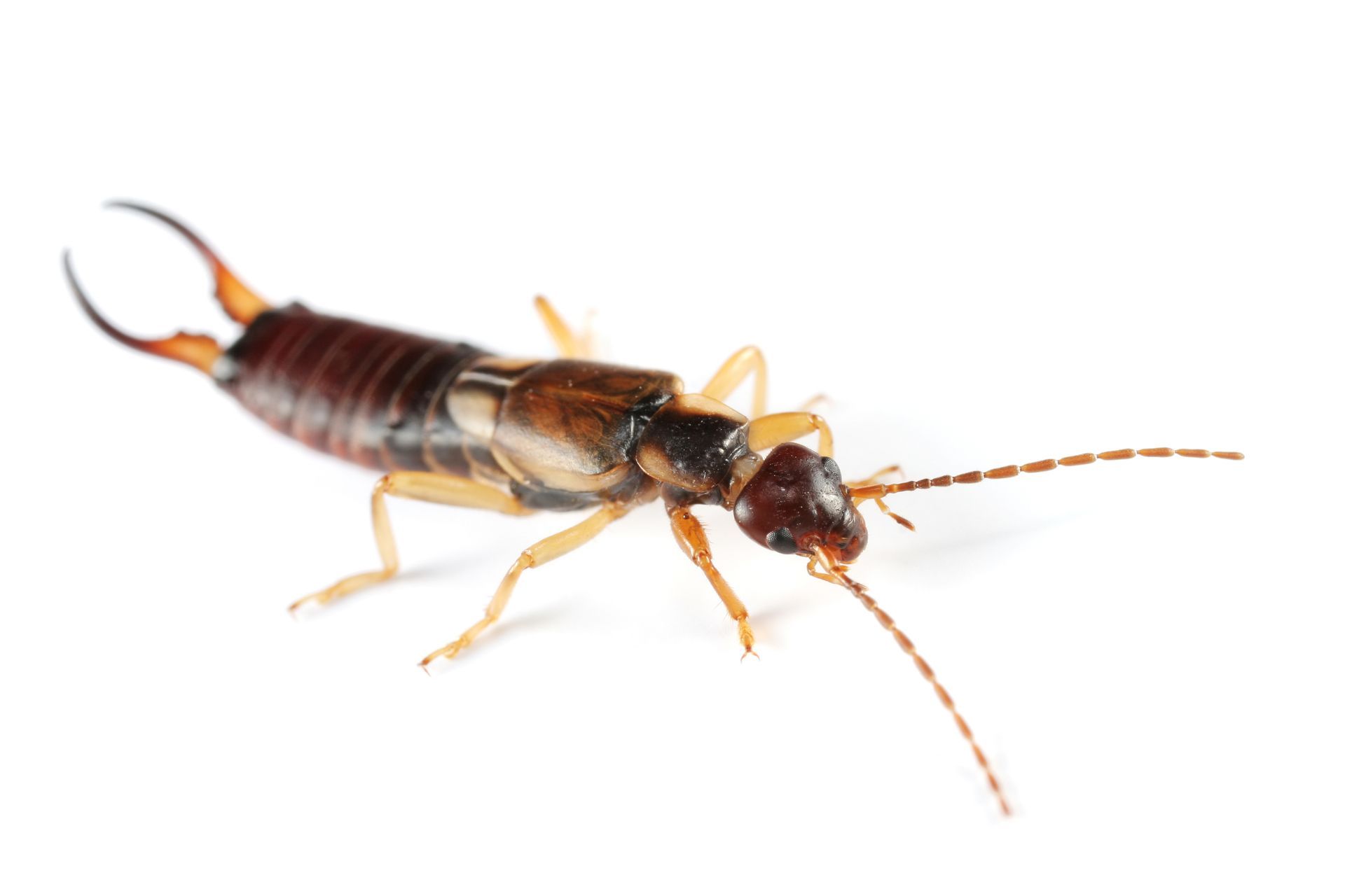 Earwig with dark brown body, lighter legs, and pincer-like cerci at the rear.